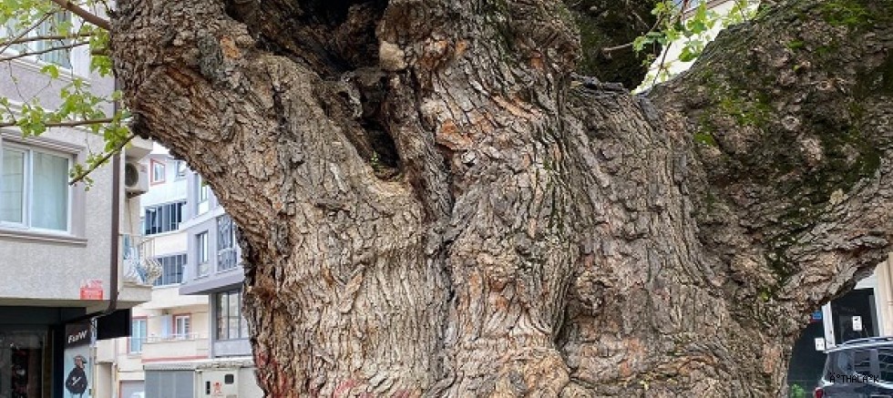 Asırlık Ağacın Yaraları Sarıldı