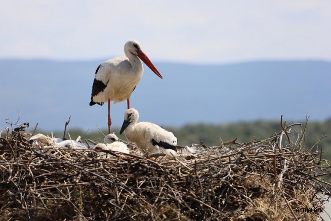 ‘Bursa Leylek Şenliği’ Büyük Bir Coşkuyla Başladı