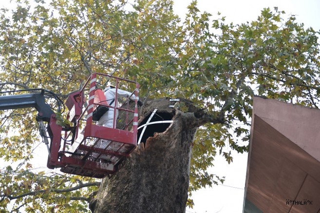 Bursa’nın Asırlık Çınarı Koruma Altına Alındı