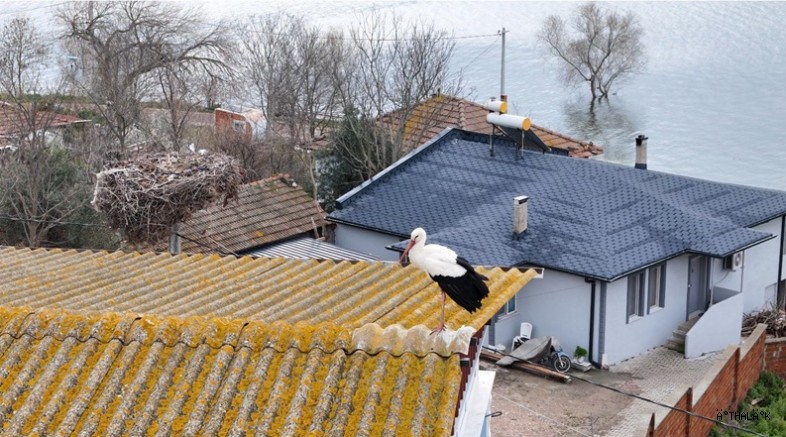 Dünyanın Takip Ettiği Dostluk Yaren Leylek Bu Yıl da Geldi