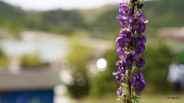 Gürsu'nun Gök Sığır Kuyruğu, Çiçeklerini Açtı