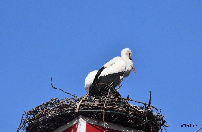 İznik Belediyesi - Can ve Canan Leylek Yeniden İznik’te
