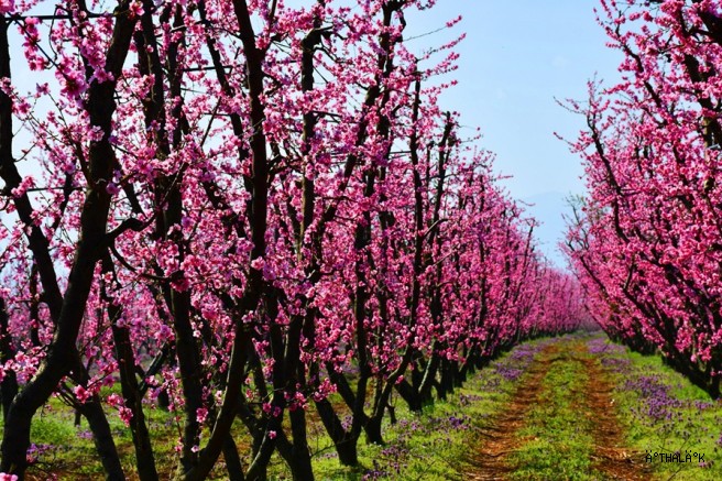 İznik Çiçek Bahçesine Büründü