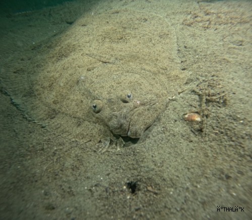 Marmara Denizi’nin ekolojik yapısı mercek altında