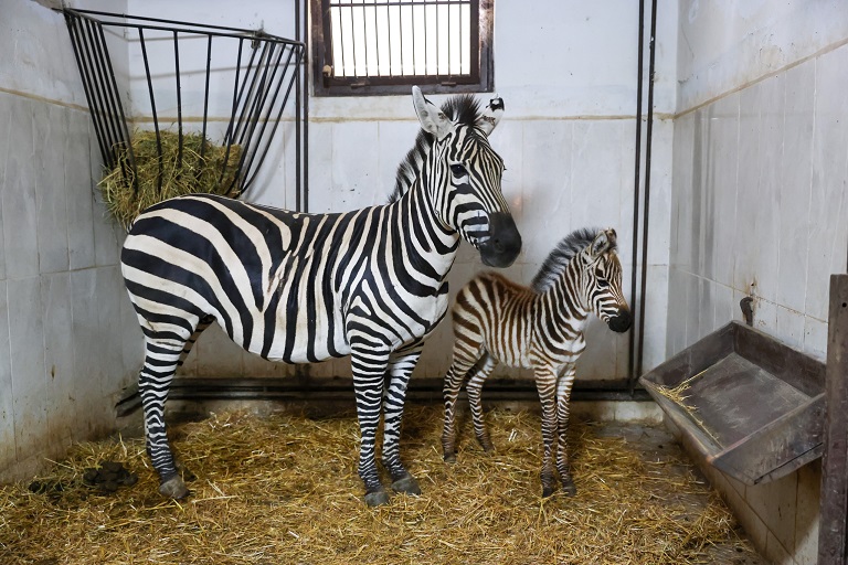Bursa Hayvanat Bahçesi’nde Zebra Ailesi Büyüyor