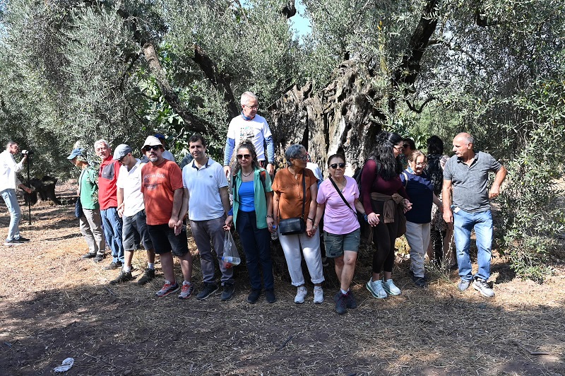 Gemlik'te Zeytin Ağacı 1500 Yıldır Meyve Veriyor