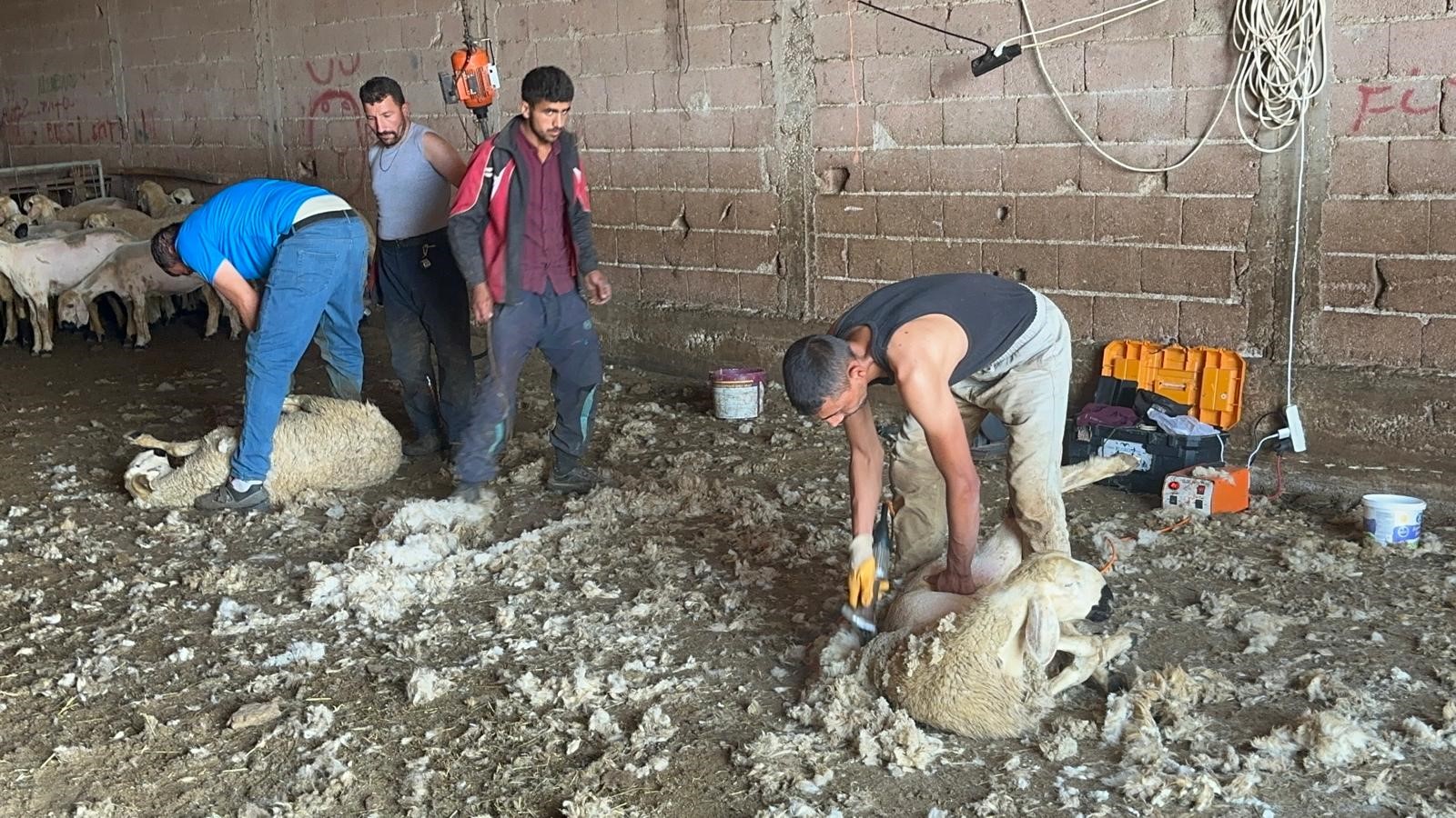 Milyonlarca Liralık Yapağı Çöpe Gidiyor
