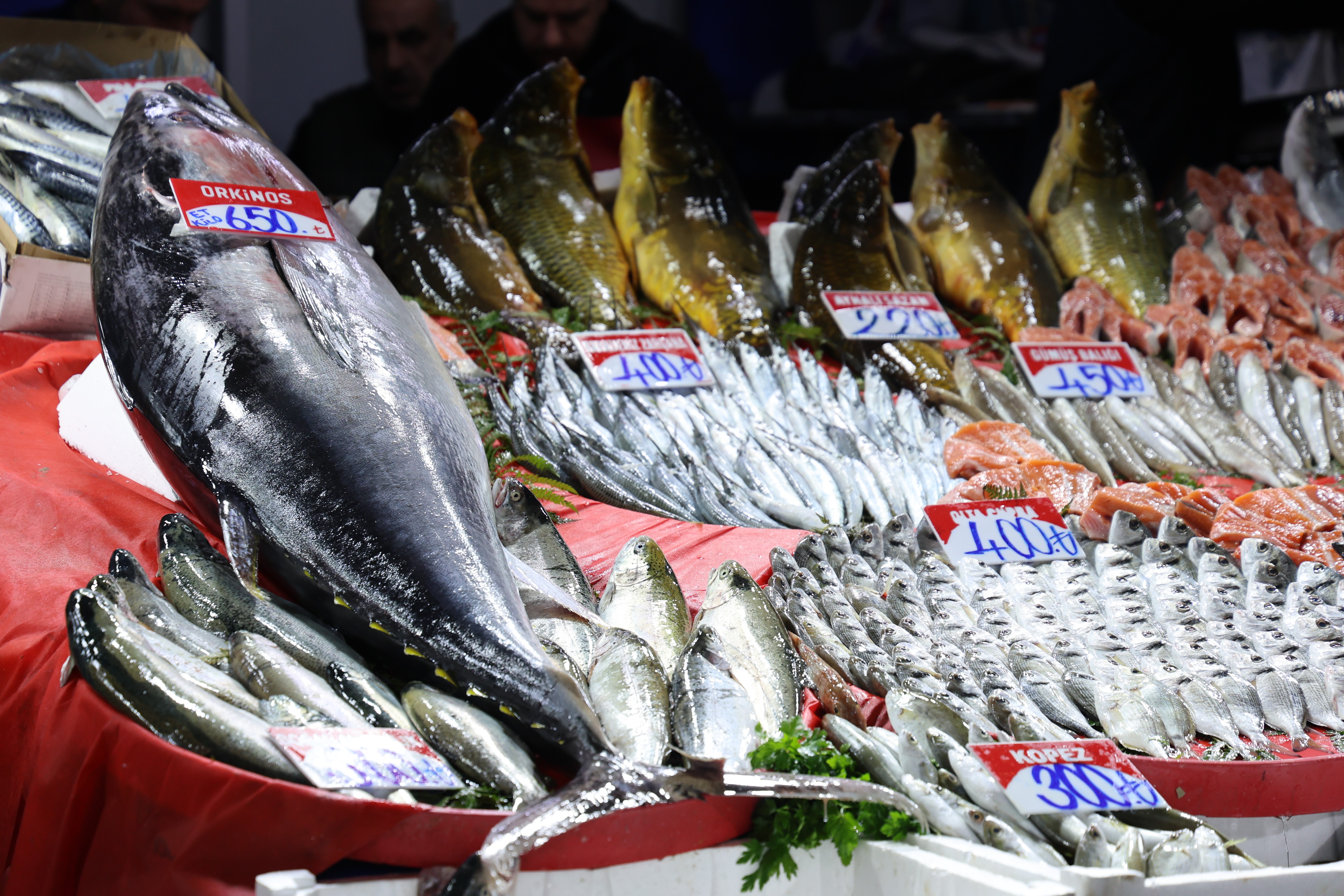Marmara Denizinde Orkinos Hareketliliği
