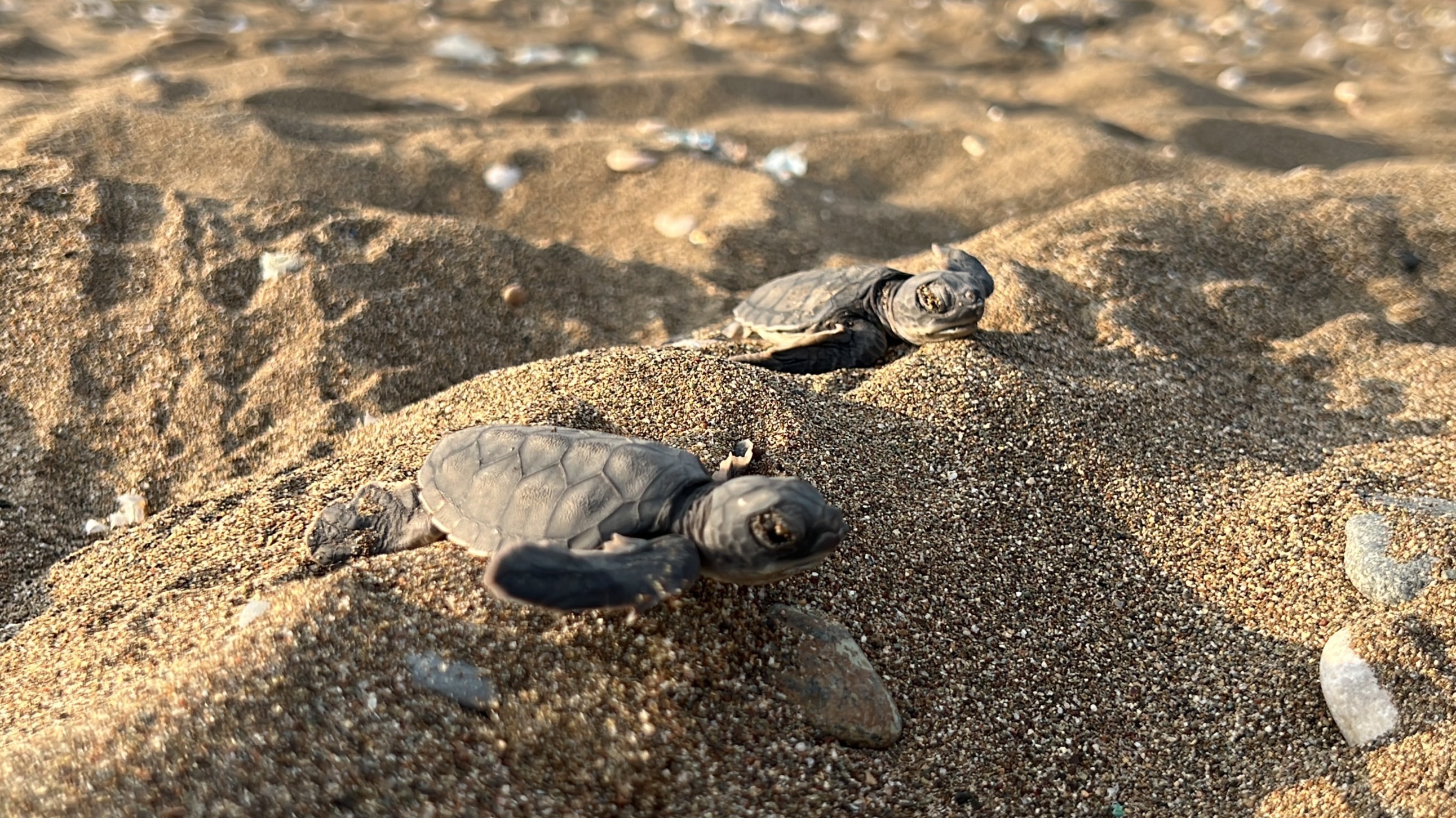 100 Bin Yavru Caretta Akdeniz'le Buluştu