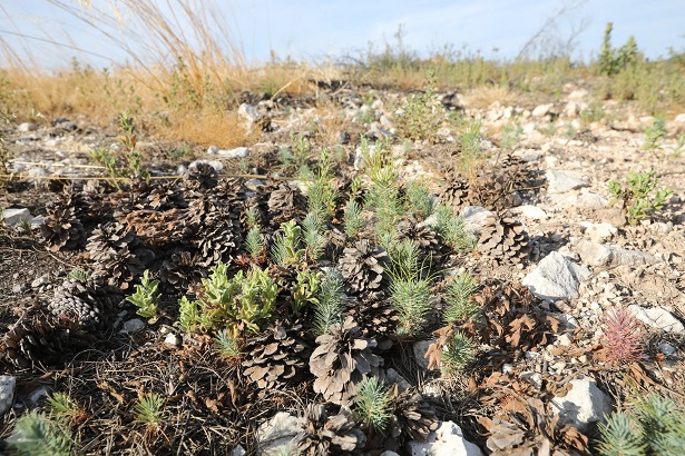 Manisa’da yanan ormanlar yeniden yeşerecek