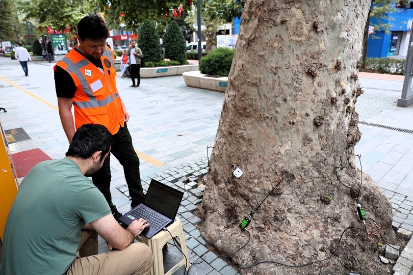 Asırlık ağaçlar tomografiyle incelenecek
