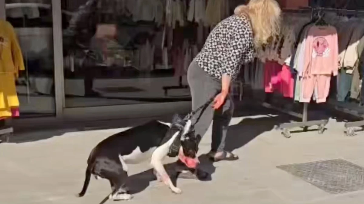 Esenyurt'ta sokakta kedi parçalayan Pitbull sahibine 95 bin TL ceza