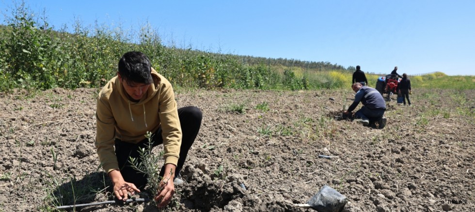 Nilüfer Belediyesi Konaklı’ya 800 Zeytin Fidanı Dikti