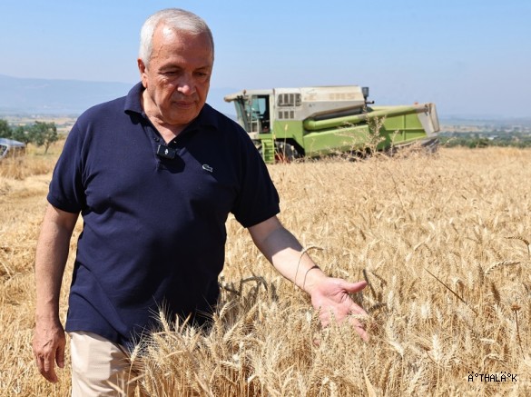 Nilüfer’de Buğday Hasadı Başladı