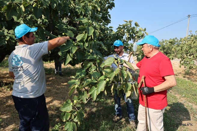 Nilüfer’de İncir Hasadı Başladı 