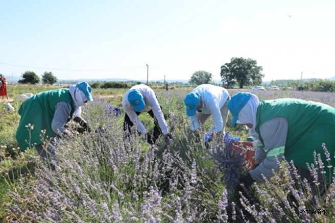 Nilüfer’de Lavanta Hasadı Başladı