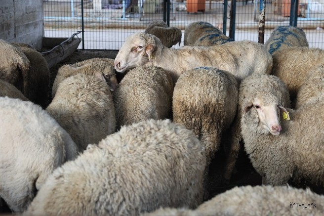 Nilüfer Kurban Bayramı’na Hazır