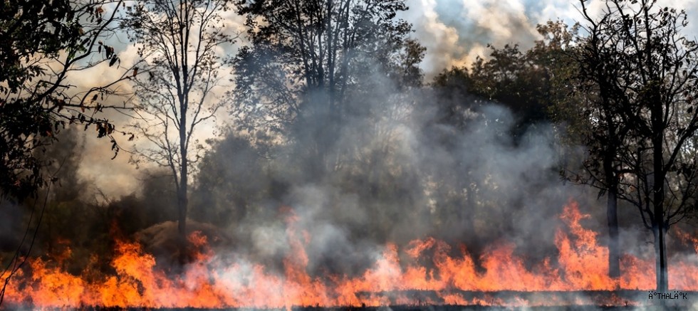 Orman Yangınları Solunum Sağlığı İçin de Büyük Tehdit!