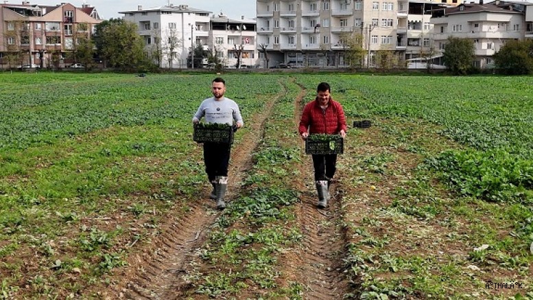 Osmangazi Belediyesi Doğal Üretimle Sofralara Sağlık Sunuyor 