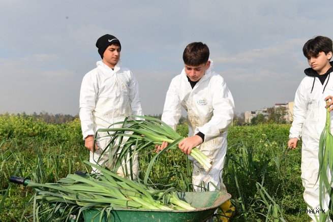 Osmangazi’de Pırasa Hasadıyla Doğallık Sofralara Taşınıyor 