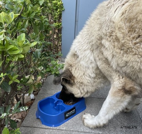 “Sevgimiz, Enerjimiz Sizinle” Projesi Sokak Hayvanlarına  Umut Olmaya Devam Ediyor