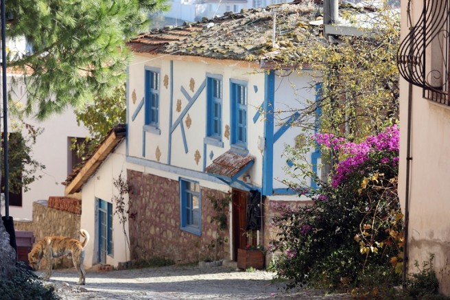 Trilye'de Zeytin Çiçeği Coşkusu