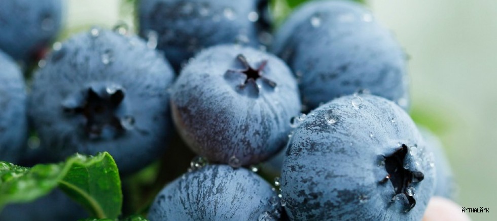 Uludağ Blueberry  Birliği Kuruldu: Yerli Üretici İçin  Güç Birliği