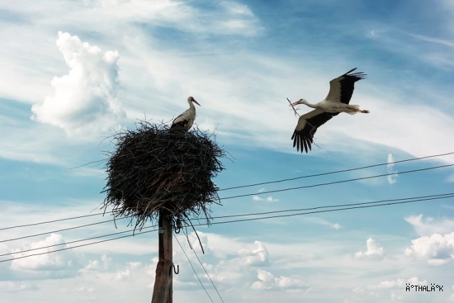 ‘Uluslararası Bursa Leylek Şenliği’ Başlıyor
