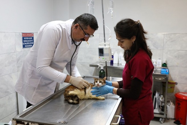 Yaralı Kediye Büyükşehir Şefkati