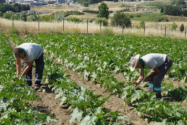 Yaşam Bahçesi'nde Yaz Hasadı Yapıldı