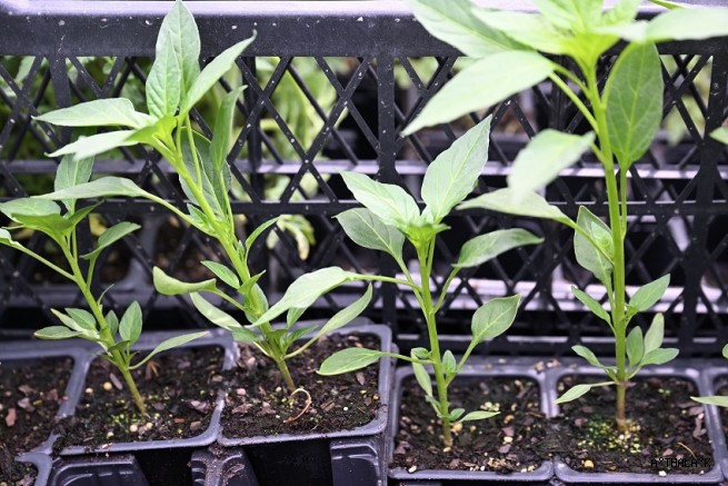 Yıldırım Belediyesi'nden 50 Bin Fide